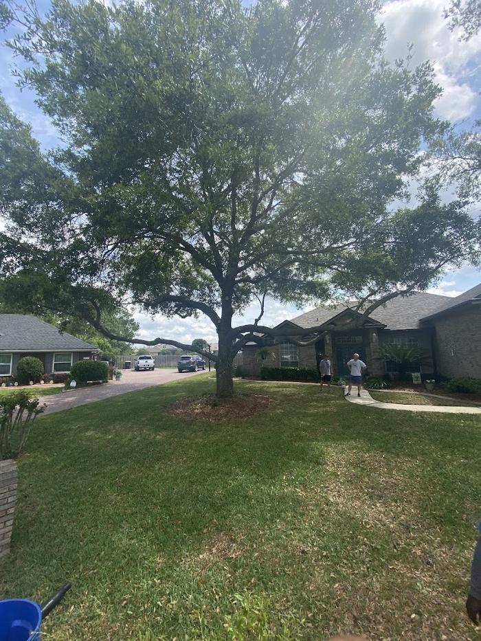 Tree Solutions Florida, LLC - Daytona Beach, FL