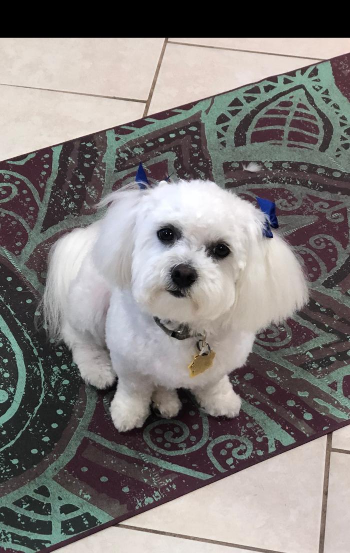 Oh My Dog Mobile - Palm Harbor, FL