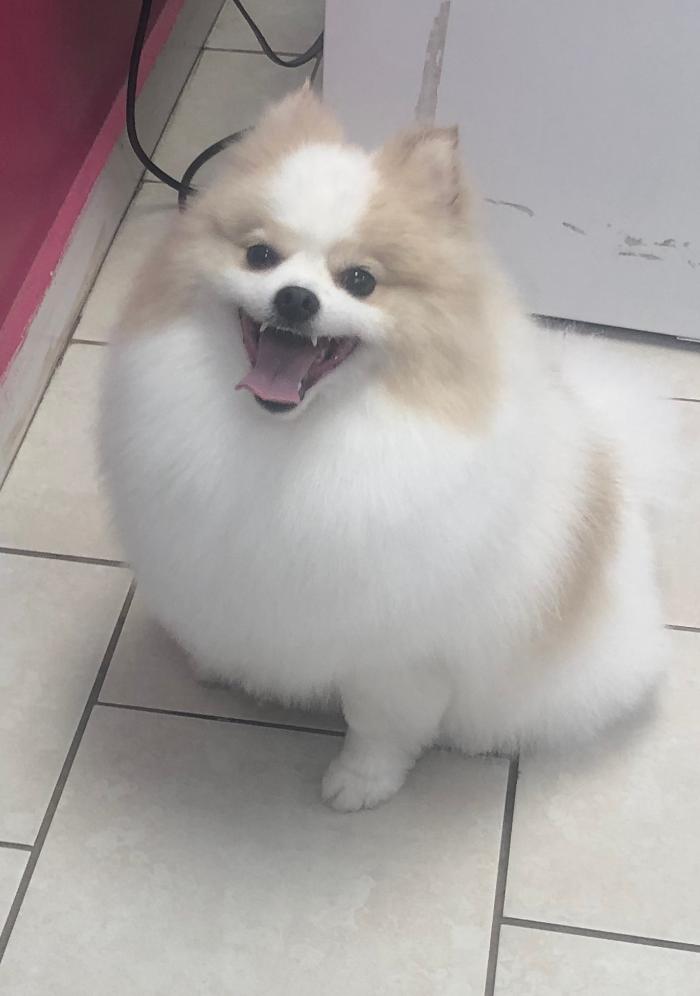 Oh My Dog Mobile - Palm Harbor, FL