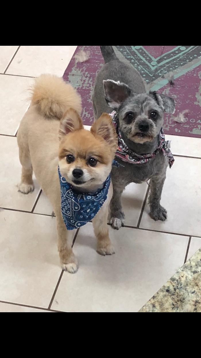Oh My Dog Mobile - Palm Harbor, FL