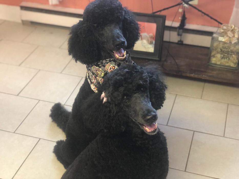Oh My Dog Mobile - Palm Harbor, FL