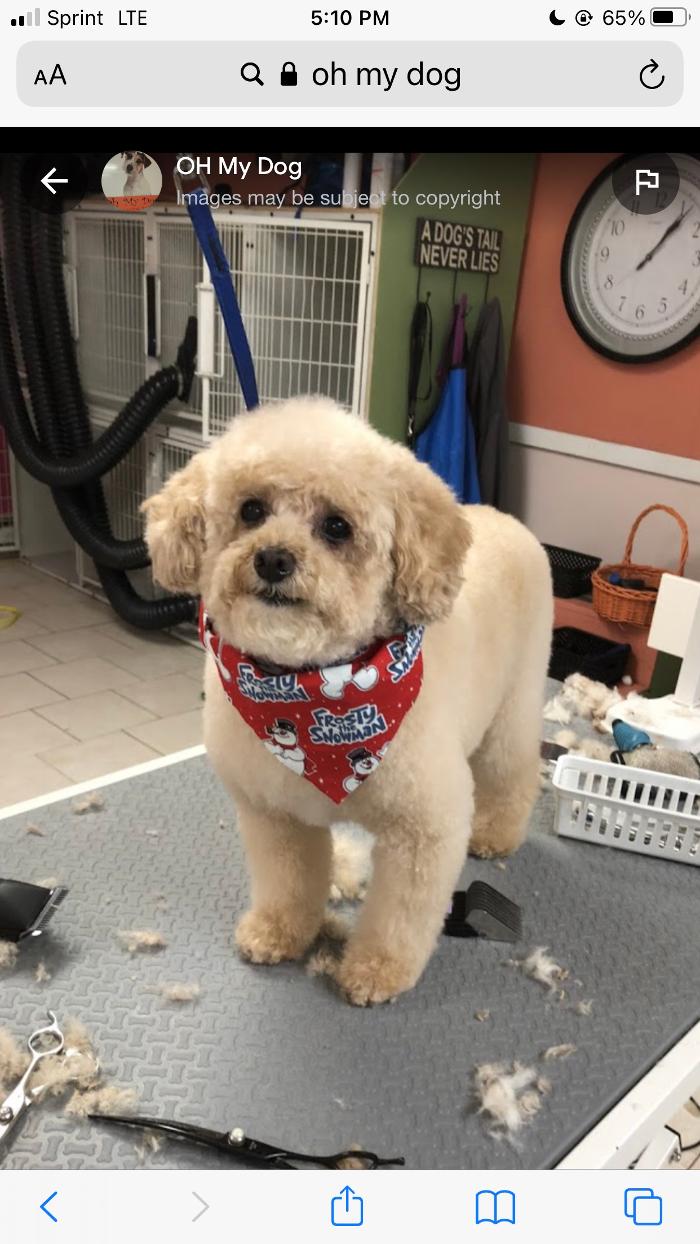 Oh My Dog Mobile - Palm Harbor, FL