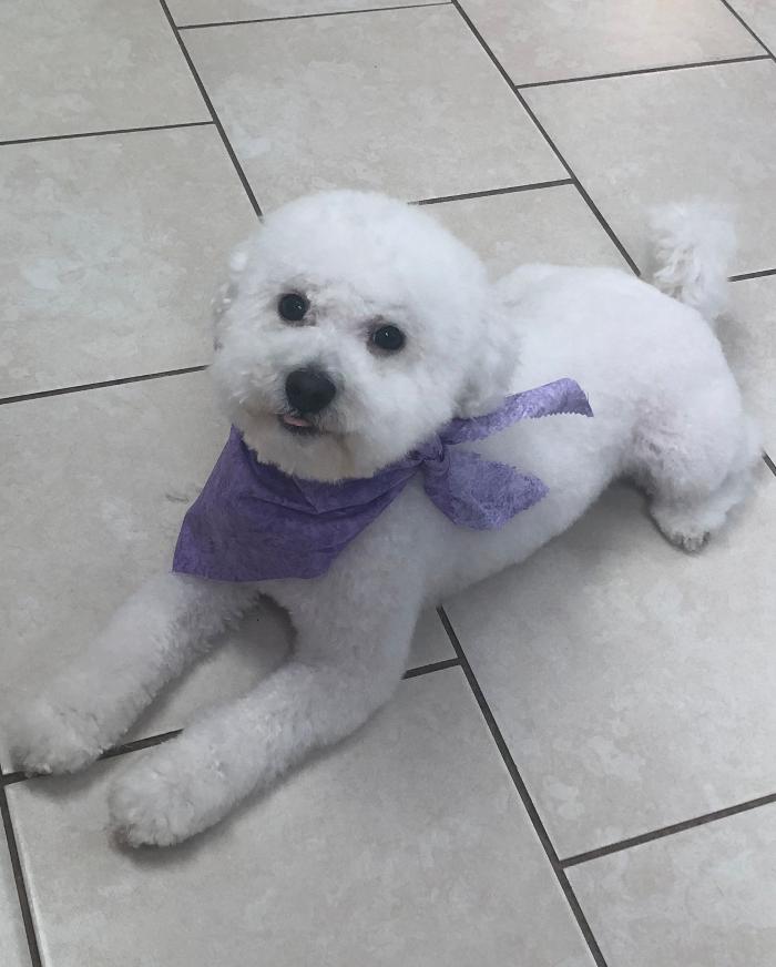 Oh My Dog Mobile - Palm Harbor, FL