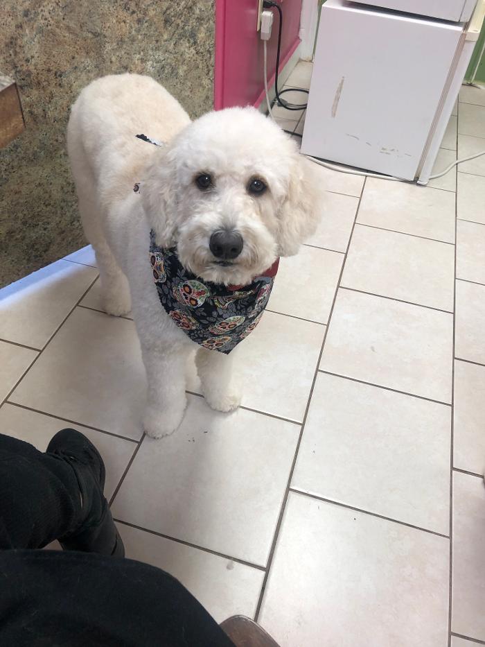 Oh My Dog Mobile - Palm Harbor, FL