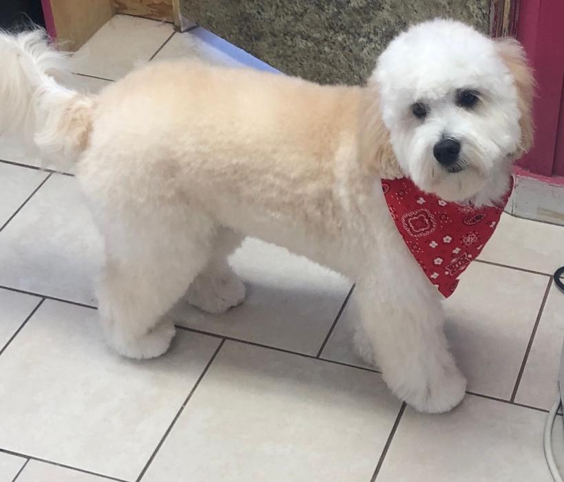 Oh My Dog Mobile - Palm Harbor, FL