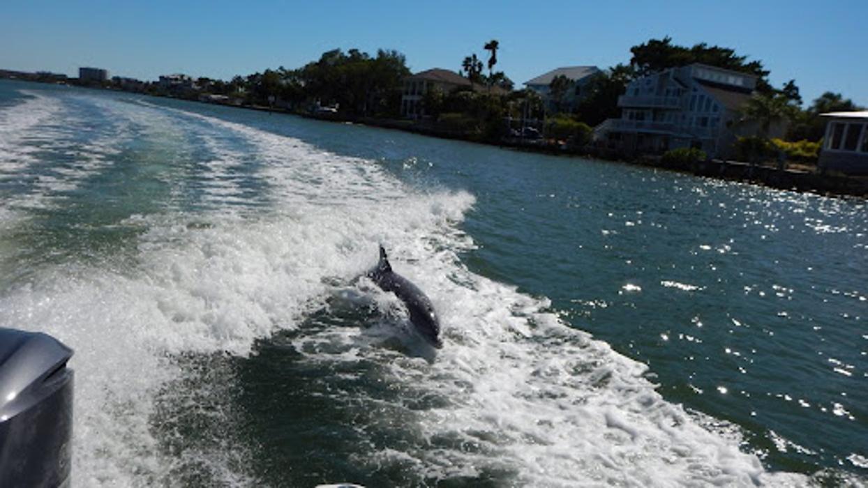 Passage Key Dolphin Tours - Bradenton Beach, FL