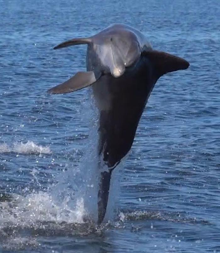 Passage Key Dolphin Tours - Bradenton Beach, FL