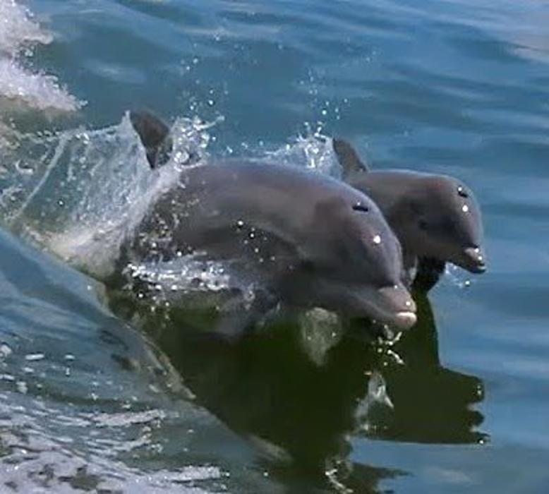 Passage Key Dolphin Tours - Bradenton Beach, FL