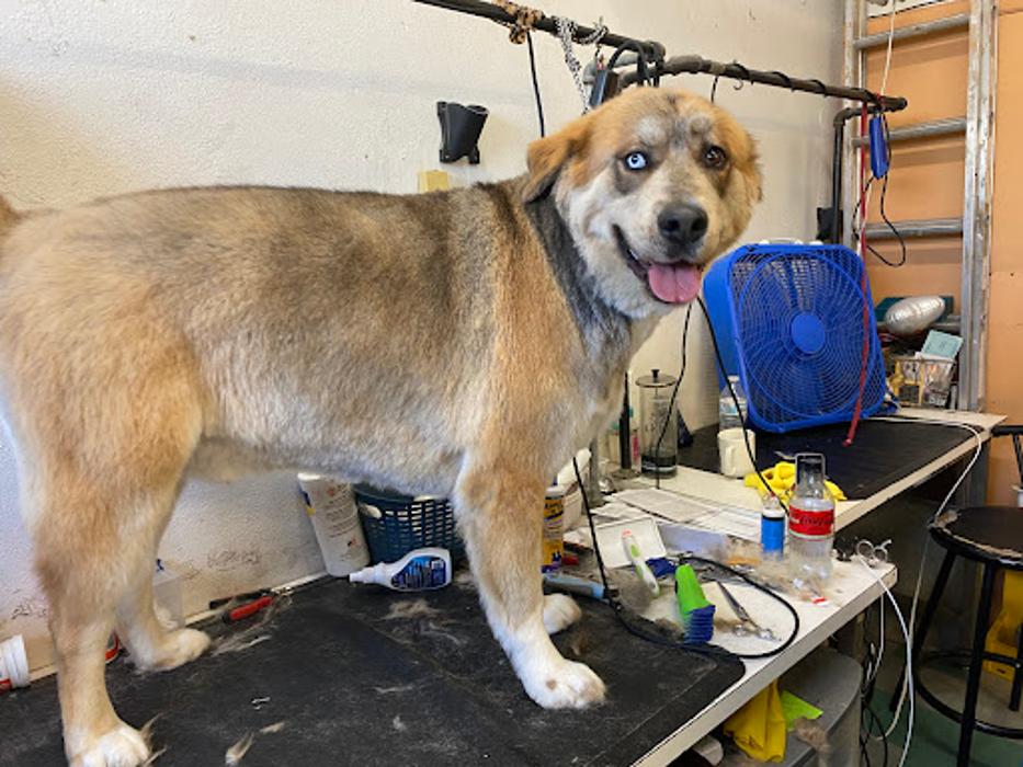 The Pet Shop - El Paso, TX