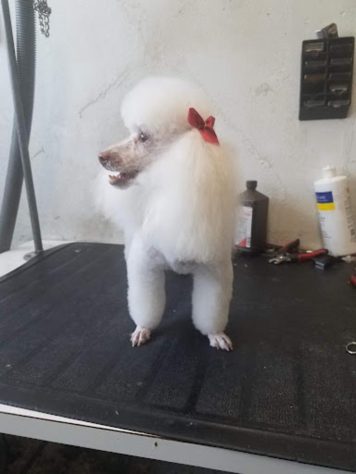 The Pet Shop - El Paso, TX