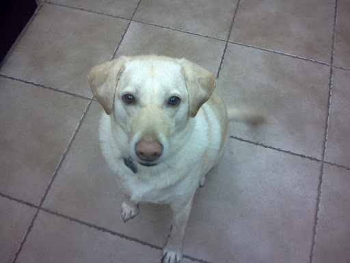 Alone at Home Pet Services, Inc