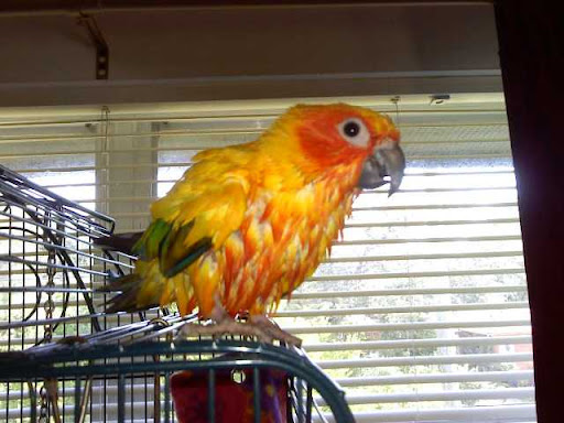 Alone at Home Pet Services, Inc