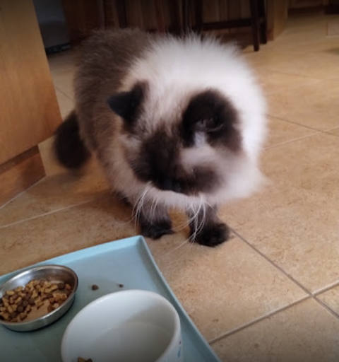 Alone at Home Pet Services, Inc