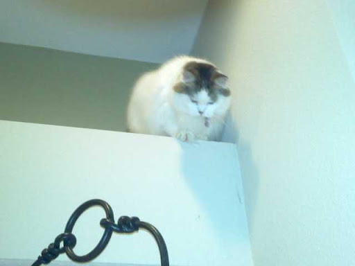 Alone at Home Pet Services, Inc