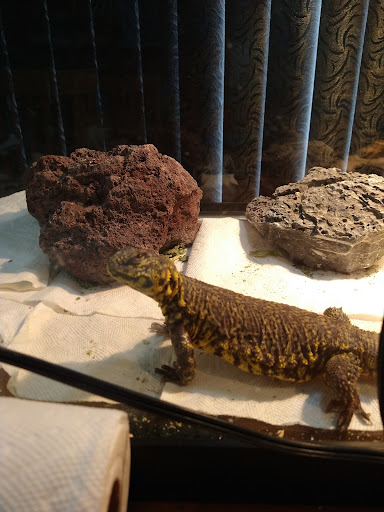 Alone at Home Pet Services, Inc