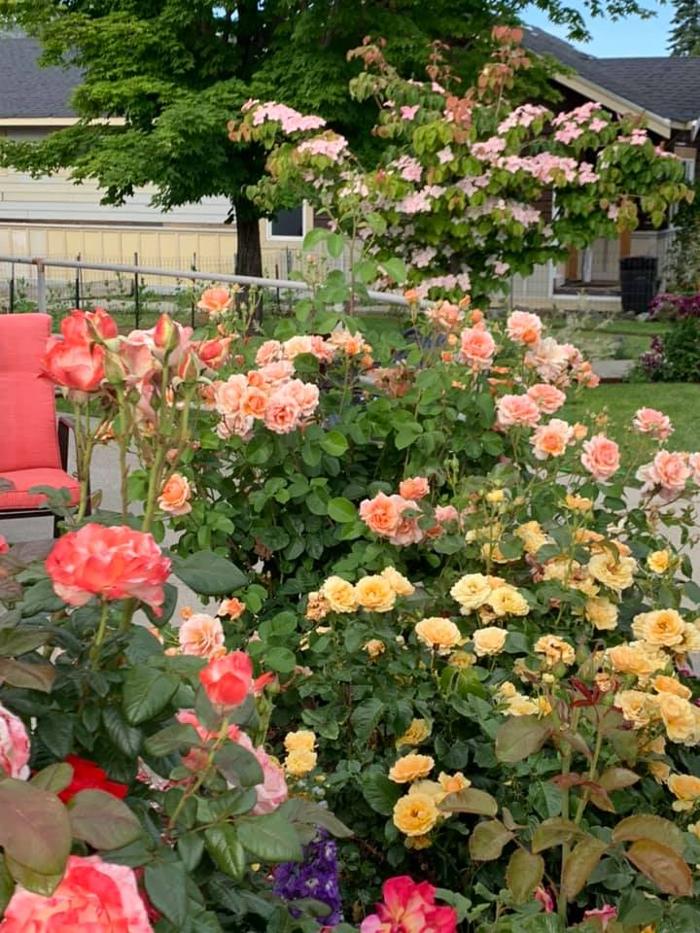 Rosewood Cottage - Chelan, WA