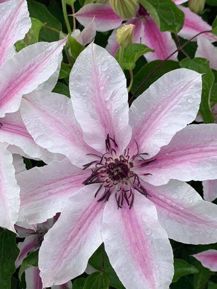 Rosewood Cottage - Chelan, WA