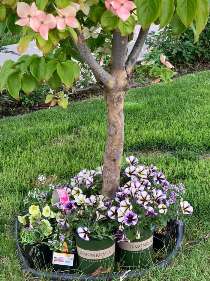 Rosewood Cottage - Chelan, WA