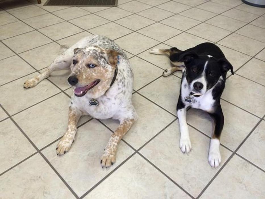 Abracadabra Pet Grooming - Boonville, IN