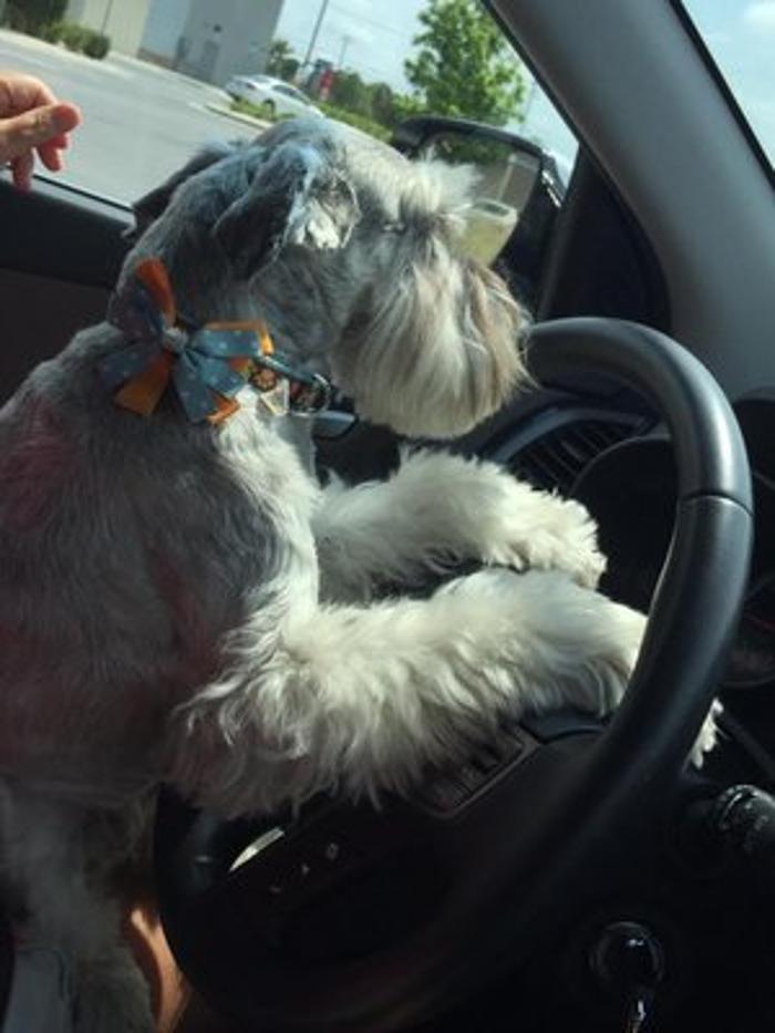 Abracadabra Pet Grooming - Boonville, IN