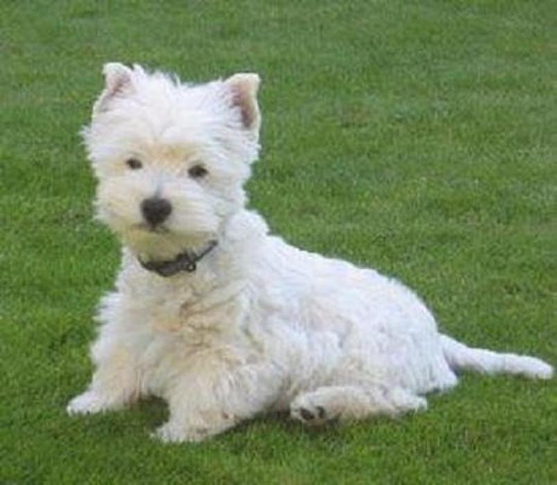 Abracadabra Pet Grooming - Boonville, IN