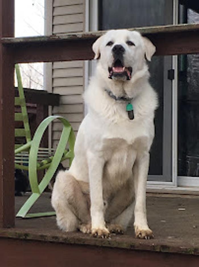 Abracadabra Pet Grooming - Boonville, IN