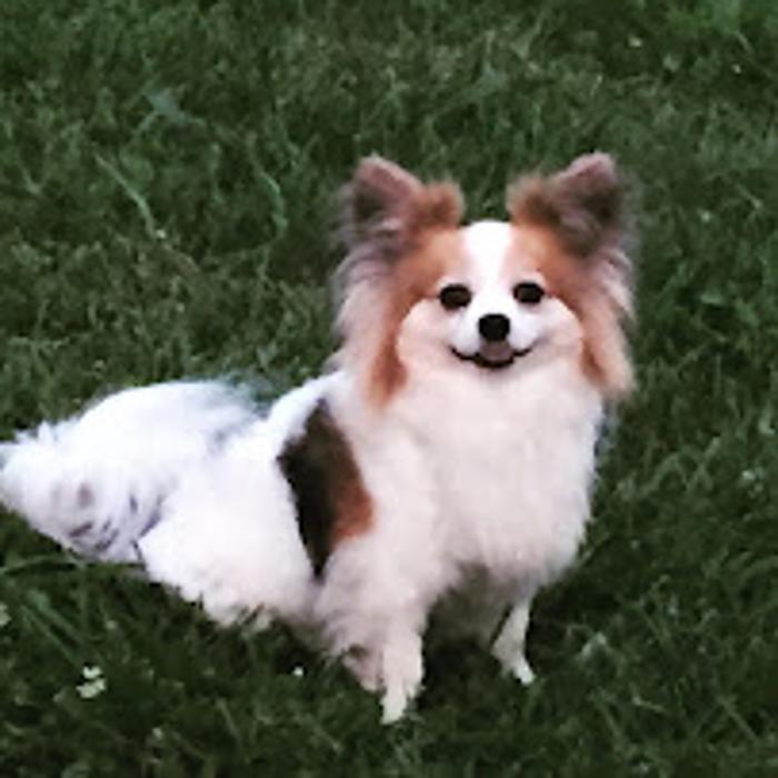 Abracadabra Pet Grooming - Boonville, IN