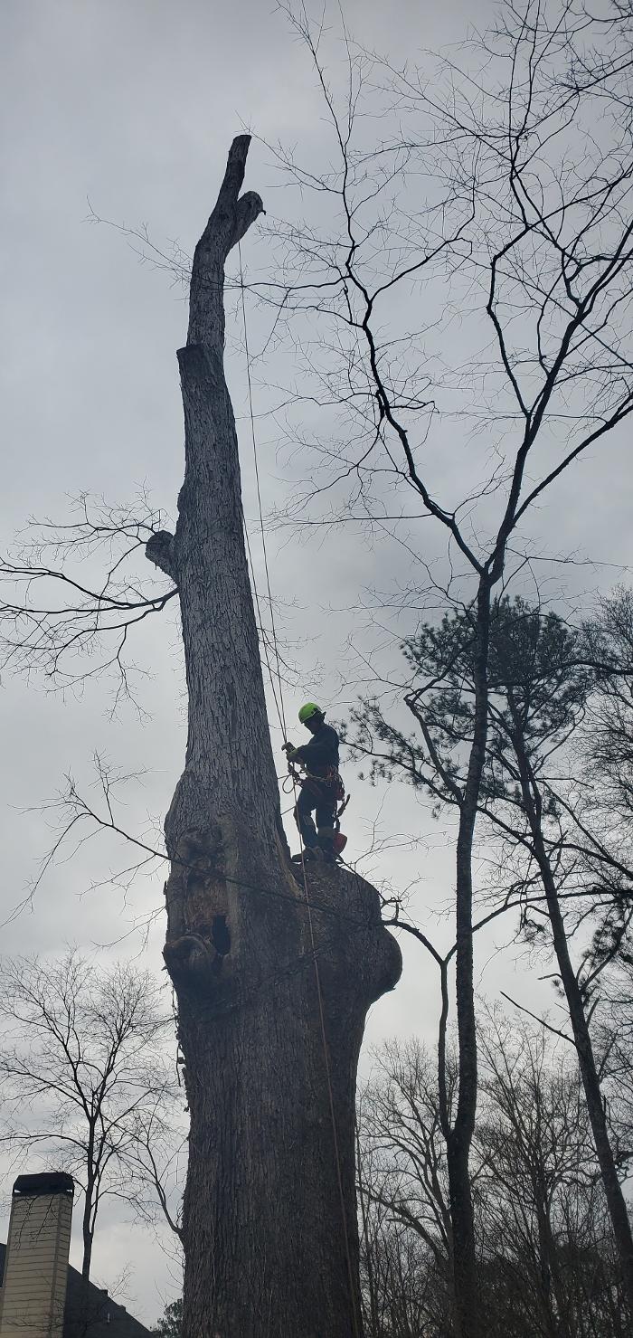 Joshua Tree Service - Smyrna, GA