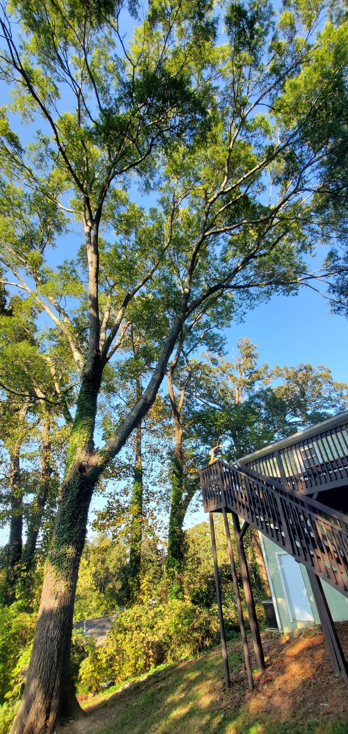 Joshua Tree Service - Smyrna, GA