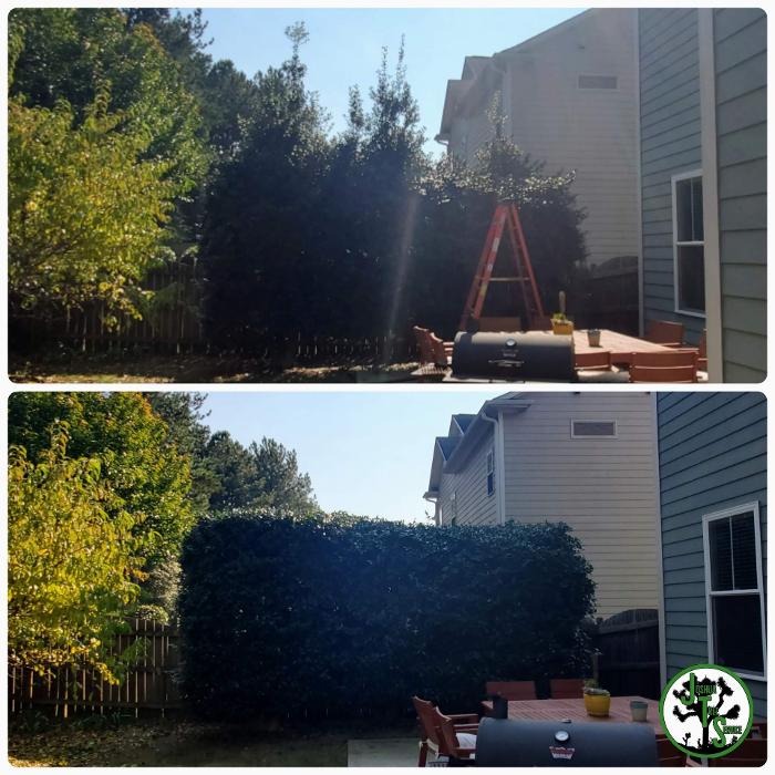 Joshua Tree Service - Smyrna, GA