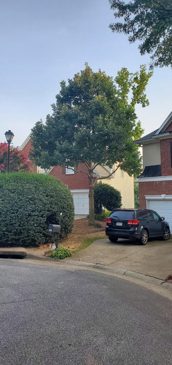 Joshua Tree Service - Smyrna, GA