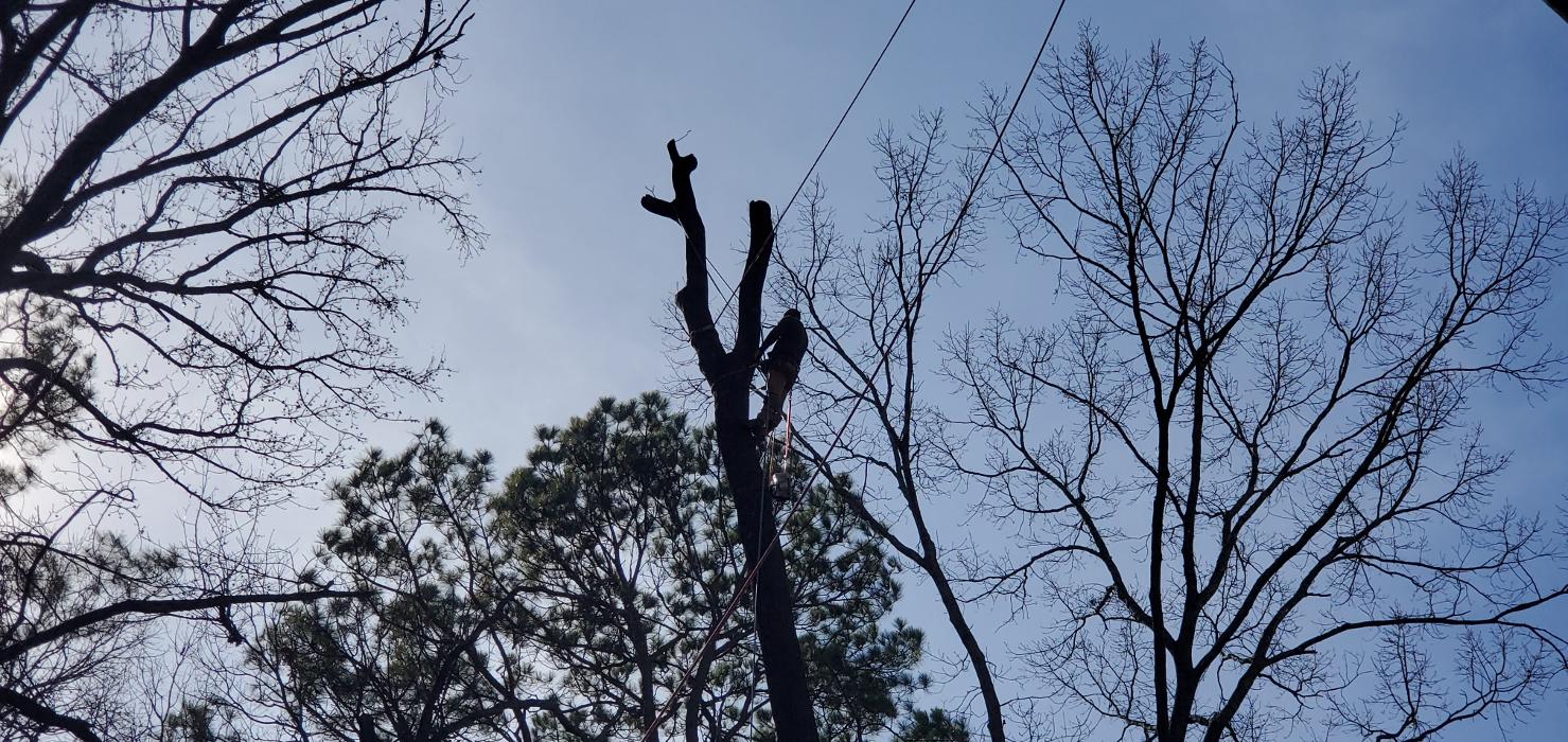 Joshua Tree Service - Smyrna, GA