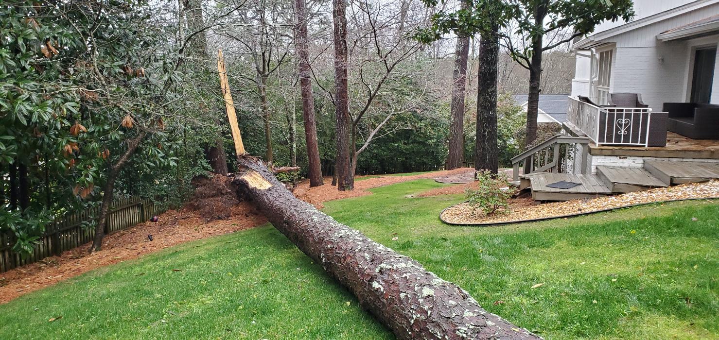 Joshua Tree Service - Smyrna, GA