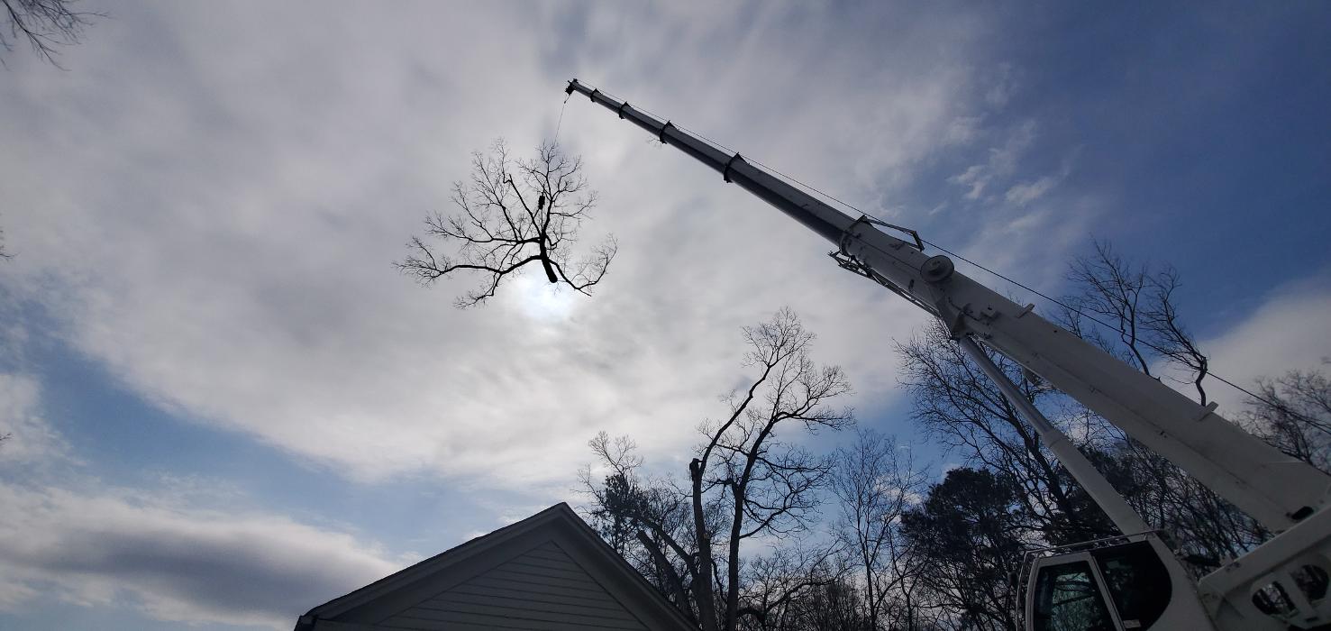 Joshua Tree Service - Smyrna, GA