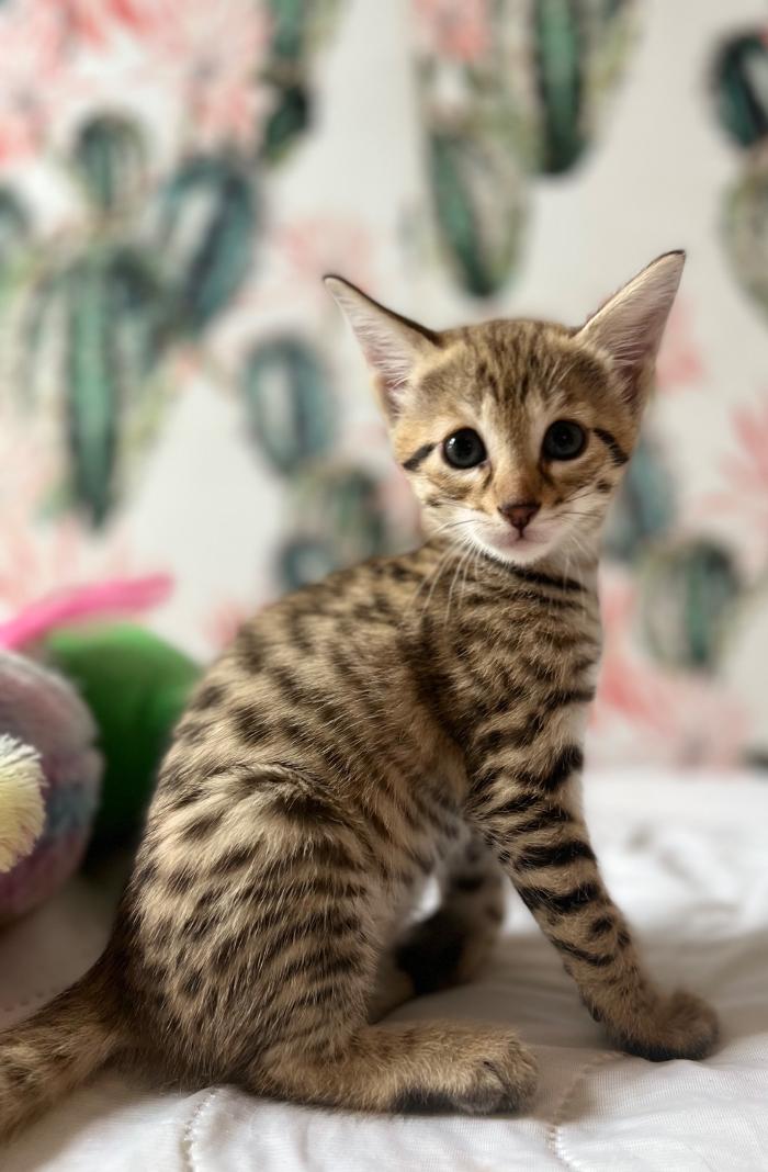 Star City Savannahs - Roanoke, VA