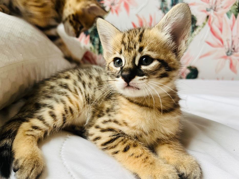 Star City Savannahs - Roanoke, VA