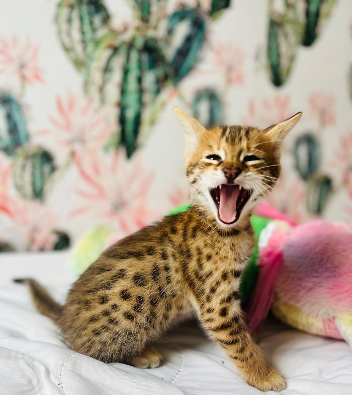 Star City Savannahs - Roanoke, VA