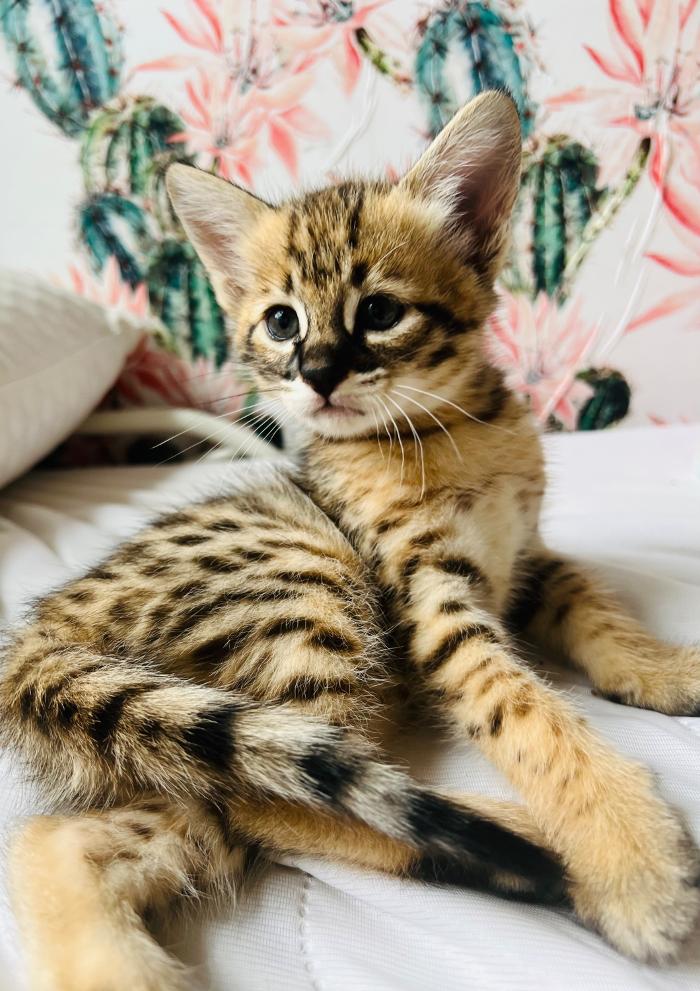 Star City Savannahs - Roanoke, VA