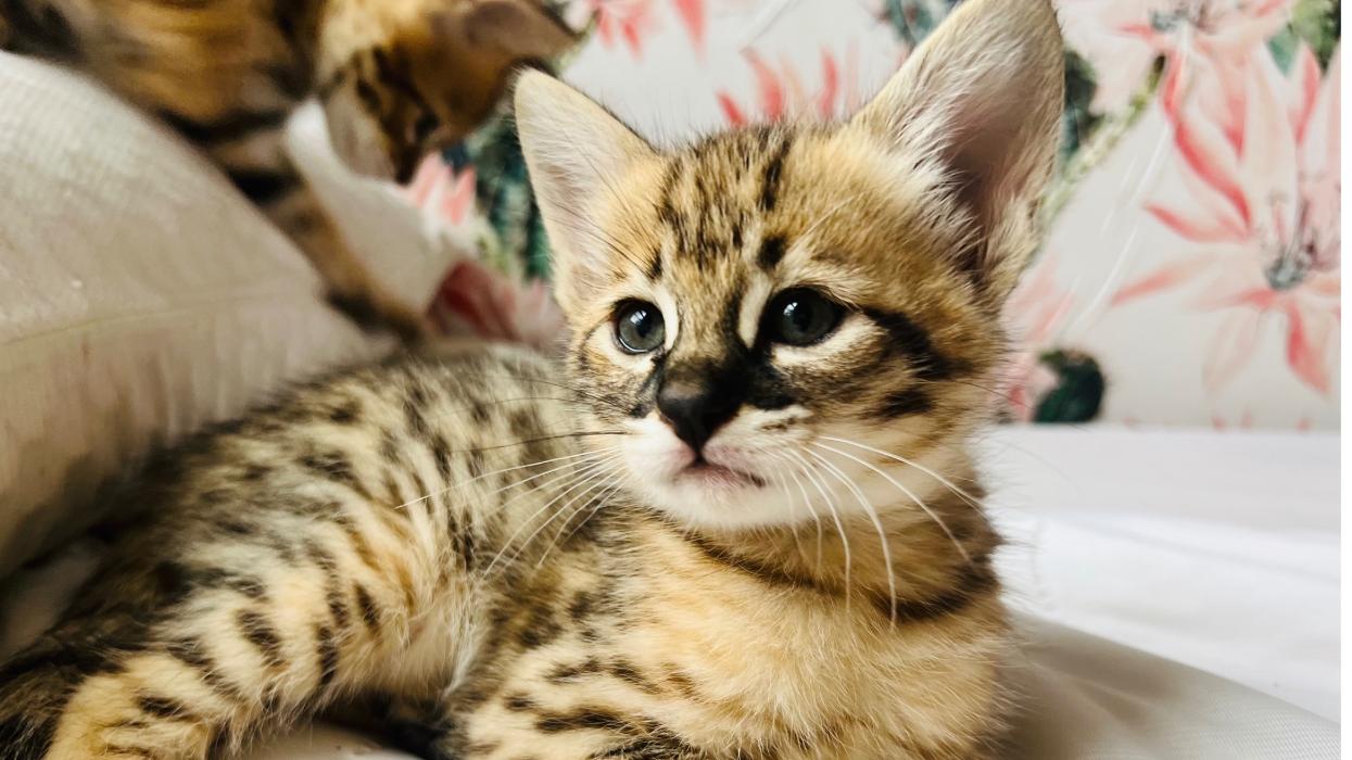 Star City Savannahs - Roanoke, VA