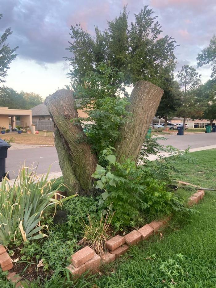 OKC Stump Grinding - Norman, OK