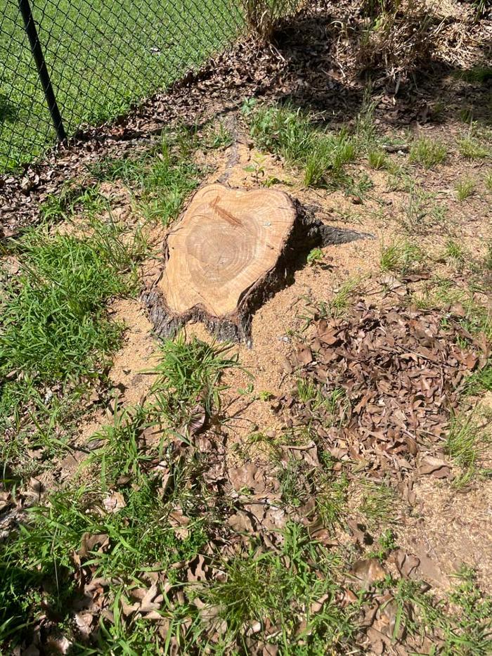 OKC Stump Grinding - Norman, OK
