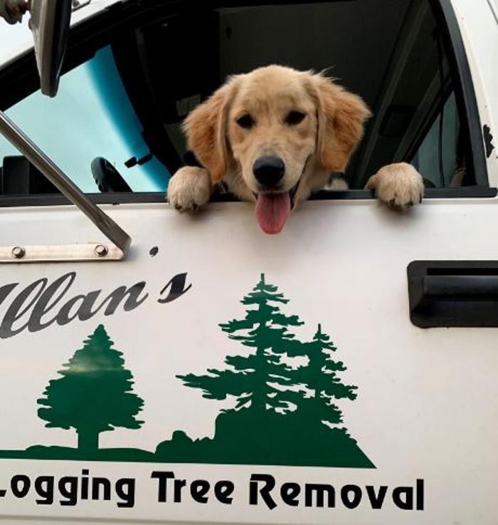 Allan's Tree Service, LLC - Fowlerville, MI