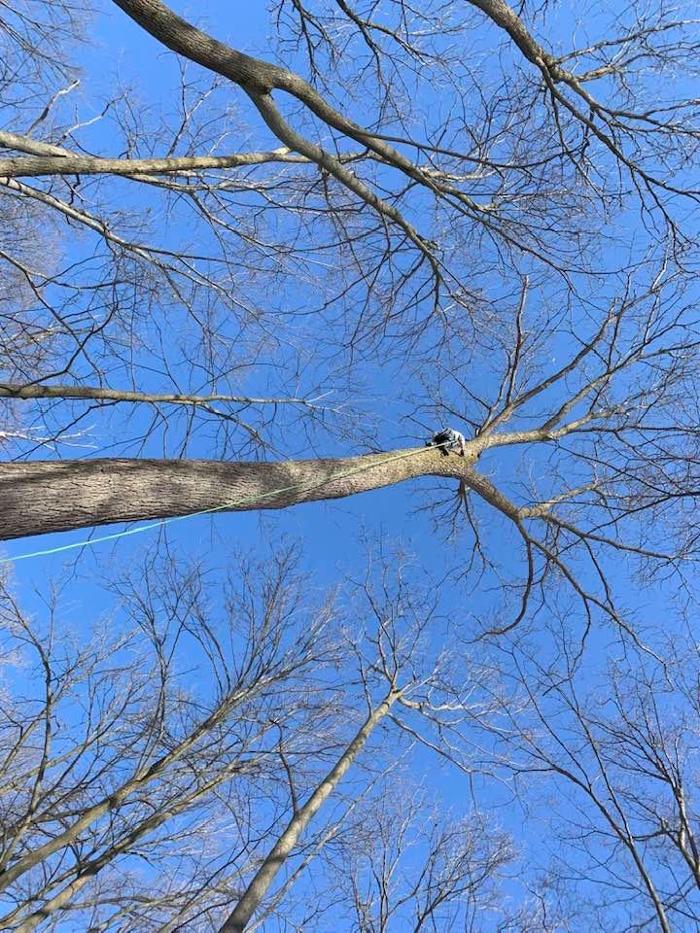 Allan's Tree Service, LLC - Fowlerville, MI