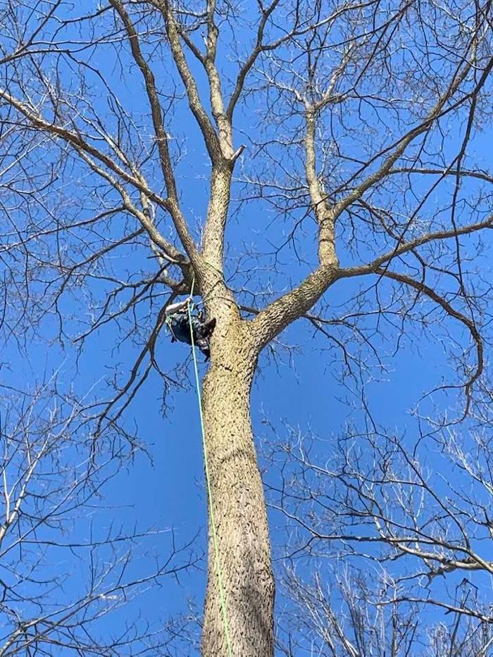 Allan's Tree Service, LLC - Fowlerville, MI