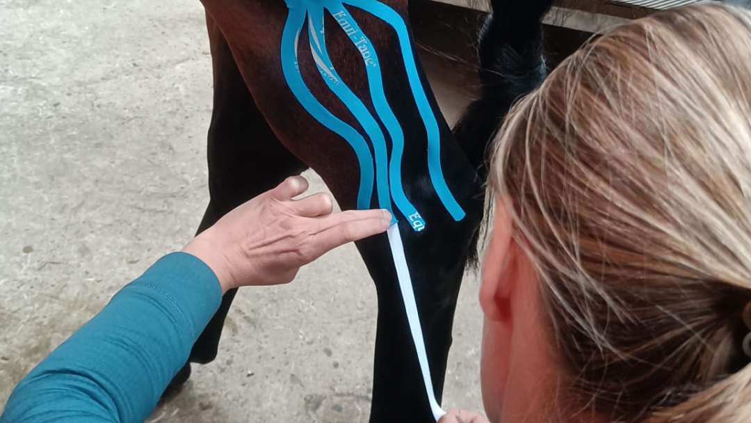 Pferdephysiotherapie CS, Im Bühl in Gelsenkirchen