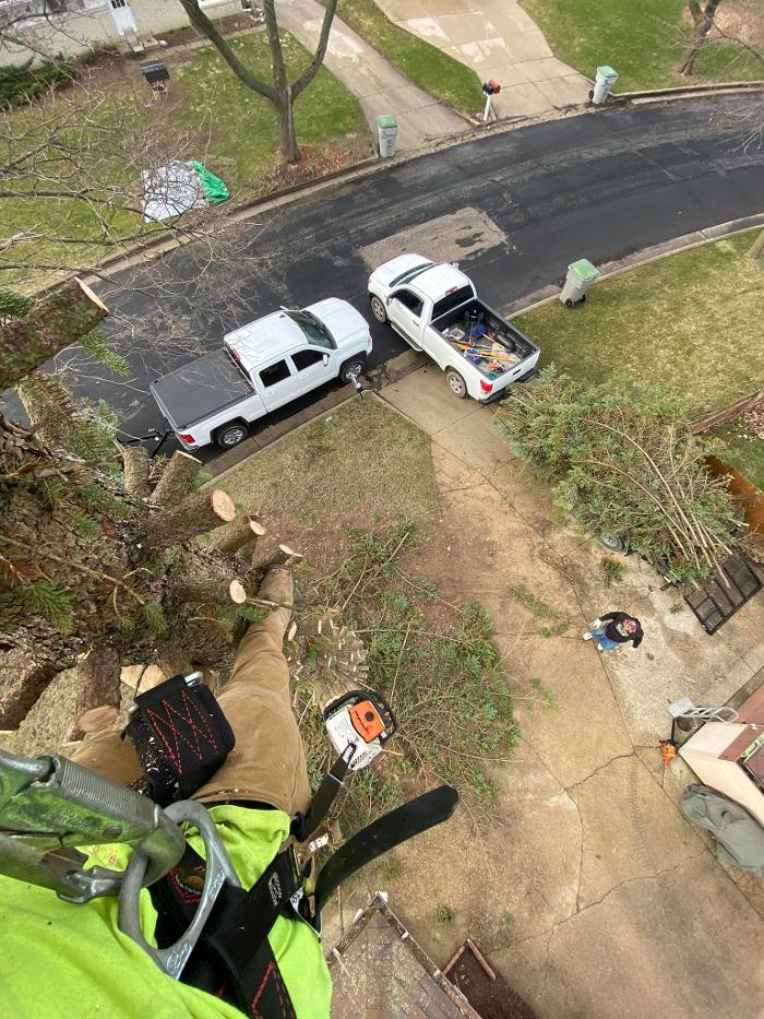 Clark's Stump Removal & Tree Service - Franklin, WI