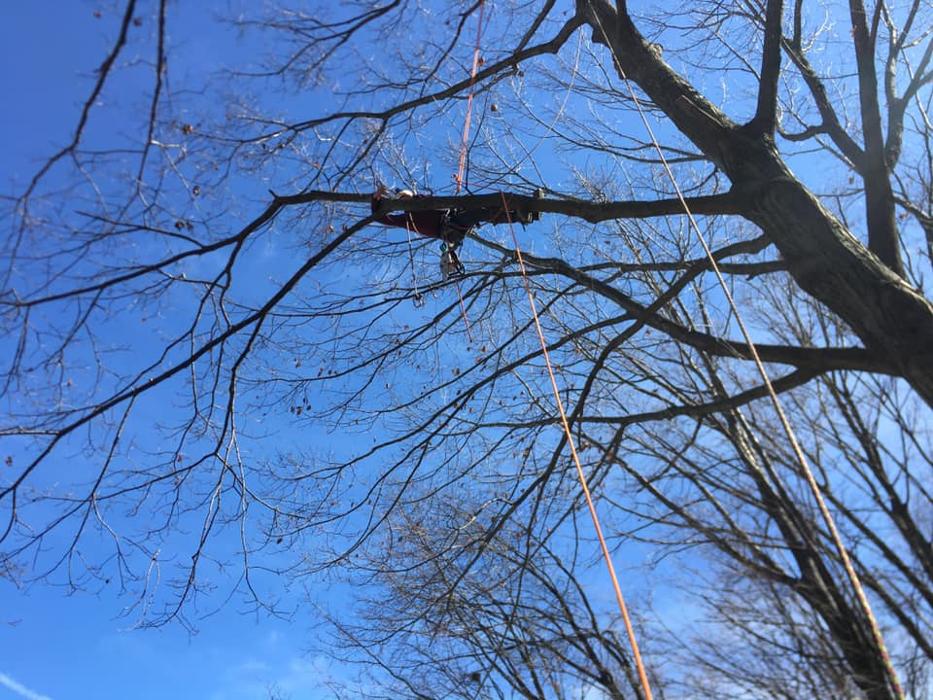 Clark's Stump Removal & Tree Service - Franklin, WI