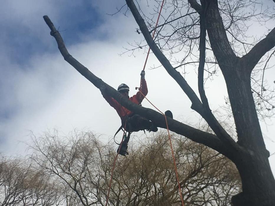 Clark's Stump Removal & Tree Service - Franklin, WI