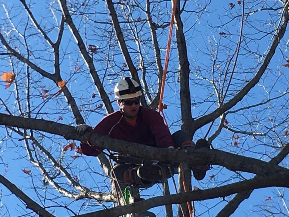 Clark's Stump Removal & Tree Service - Franklin, WI