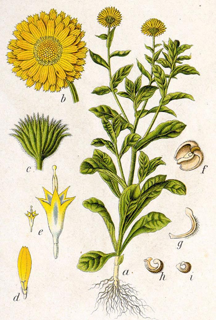 Arbordoun's Abundantly Herbal Skin Care Products - Lopez Island, WA